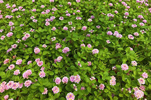 Lawn Alternatives