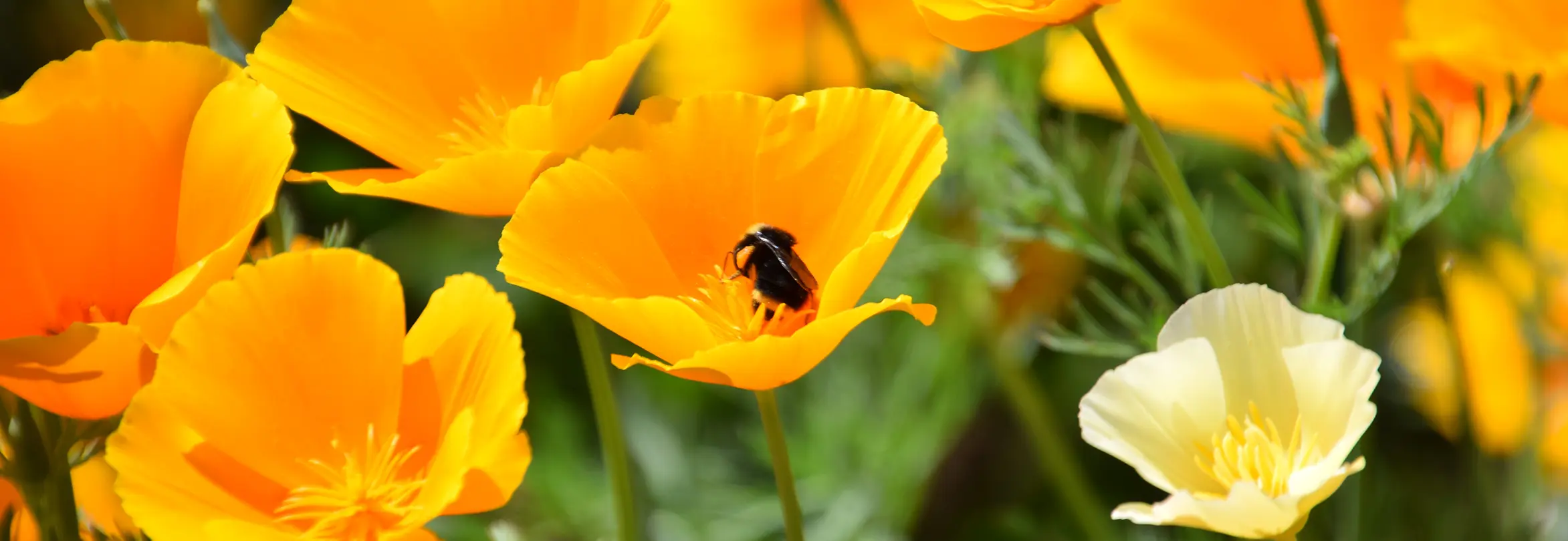 California Poppies