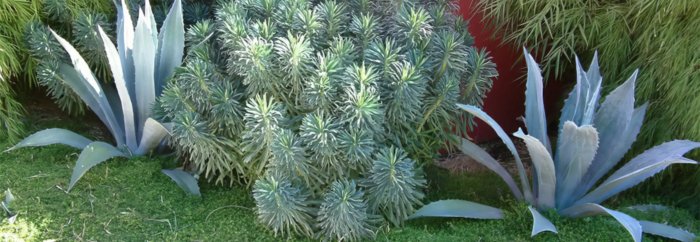 Native shrubs